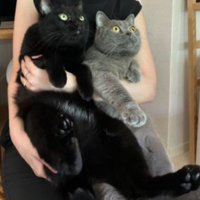 抱かれている猫