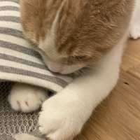 スリッパの内側と外側を前足で掴む子猫
