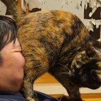 飼い主の顔におしりを押しつける猫