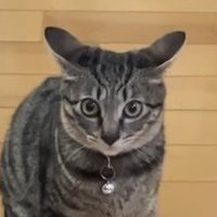 プロペラのような耳の猫