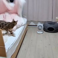 飼い主が持っている布団を見つめる猫