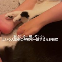 足を上げる猫