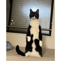 ベッドの上の猫