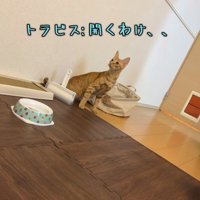 驚いている猫