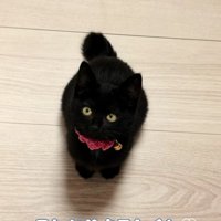 床に座り込む黒猫