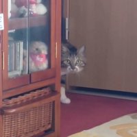 棚の陰から出てくる猫