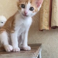 きょとんとする猫