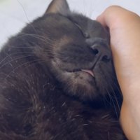 顔を撫でられて眠る猫の写真1