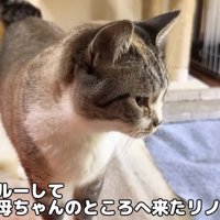 リノちゃんの紹介写真