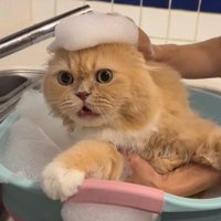 飼い主にシャンプーされて目を丸くするスコティッシュフォールド