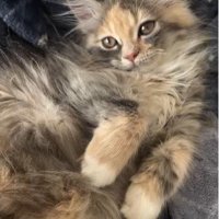 仰向けで寝ている子猫