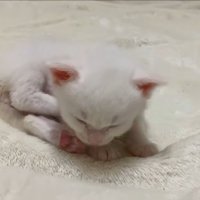 眠っている子猫