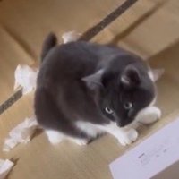 ティッシュで遊ぶ赤ちゃんを見つめる猫