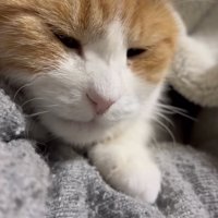 腕枕で寝るミケ