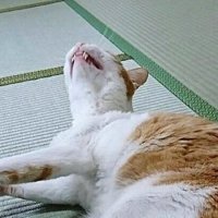 歯をむき出しにしている猫