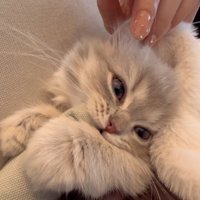 クッションの角をかじっている子猫