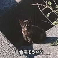 座っている子猫