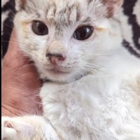 頭をなでられる猫の顔
