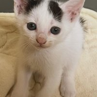 カメラ目線の小さな子猫