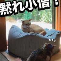 威嚇する猫