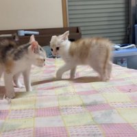 イカ耳の猫