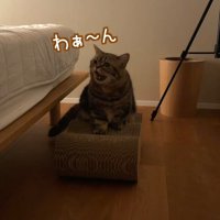 爪とぎの上でわぁ〜ん
