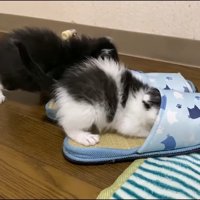 スリッパ