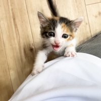 掴まって鳴く子猫