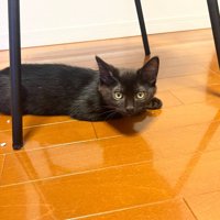 寝そべる子猫