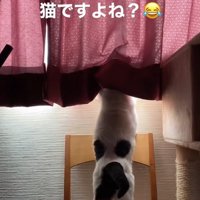 後ろ足で立ち上がってカーテンの裏に顔を突っ込む猫