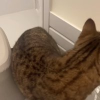 外に出たがる猫