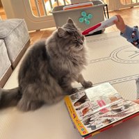 猫をタッチする男の子