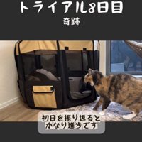ケージの中にいる猫とそれを外から見ている猫