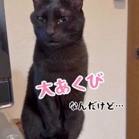 少しだけ口を開く猫