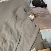 ベッドで寝ている猫