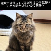 片目を細める猫