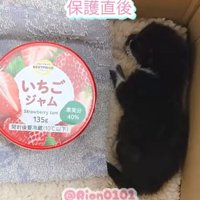 段ボールの中でジャムの容器の隣に横たわる子猫