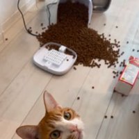 猫と倒れた自動給餌器とカリカリ