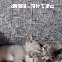 ソファで寝ている2匹の子猫