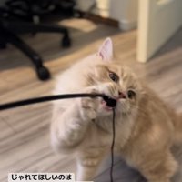 猫じゃらしに噛みついている茶色猫