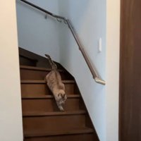 階段を駆け下りる猫