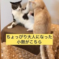 ケンカをしている2匹の猫