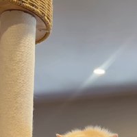 天井