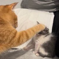 子猫にタッチする茶トラ猫