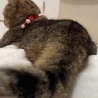 しっぽのアップ