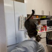 人の背中の上に乗っている猫