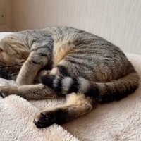 丸くなって寝ている猫