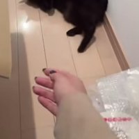 飼い主の前で寝転がる黒猫