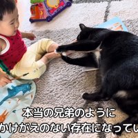 猫じゃらしで遊ぶ猫と赤ちゃん