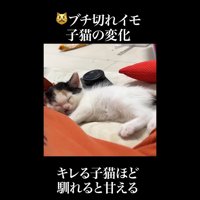 キレる子猫ほど馴れると甘える